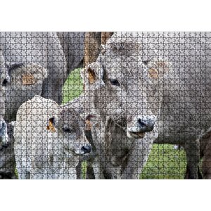 Çayırda Gri İnekler Ve Sevimli Buzağı Puzzle Yapboz Mdf Ahşap 1000 Parça