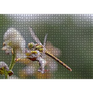 Daldaki Yusufçuk Yakın Çekim Puzzle Yapboz Mdf Ahşap 1000 Parça