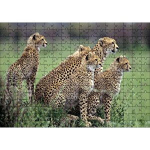 Yavrularına Eğitim Veren Anne Çita Puzzle Yapboz Mdf Ahşap 255 Parça