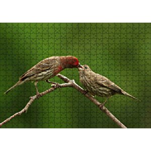 Dalda Dişisini Besleyen Saka Kuşu Puzzle Yapboz Mdf Ahşap 500 Parça