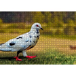 Kırmızı Ayaklı Damalı Beyaz Güvercin Puzzle Yapboz Mdf Ahşap 1000 Parça