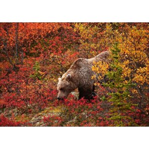 Sonbahar Renkli Ormandaki Boz Ayı Puzzle Yapboz Mdf Ahşap 255 Parça
