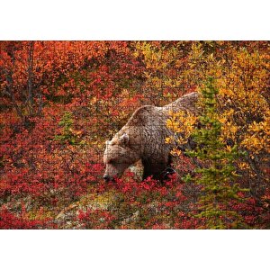 Sonbahar Renkli Ormandaki Boz Ayı Puzzle Yapboz Mdf Ahşap 500 Parça