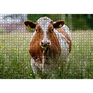 Çayırda Kahverengi Beyaz İnek Puzzle Yapboz Mdf Ahşap 1000 Parça