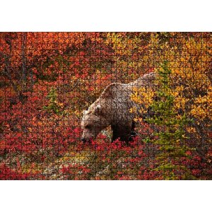 Sonbahar Renkli Ormandaki Boz Ayı Puzzle Yapboz Mdf Ahşap 1000 Parça