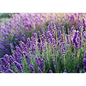 Lavanta Tarlası Yakın Çekim Detay Puzzle Yapboz Mdf Ahşap 255 Parça