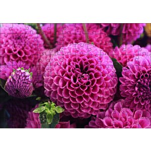 Pembe Dahlia Çiçekleri Puzzle Yapboz Mdf Ahşap 120 Parça