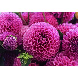 Pembe Dahlia Çiçekleri Puzzle Yapboz Mdf Ahşap 500 Parça