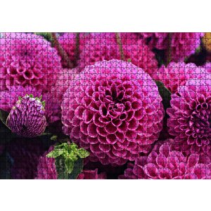 Pembe Dahlia Çiçekleri Puzzle Yapboz Mdf Ahşap 1000 Parça