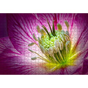 Makro Closeup Helleborus Çiçek Görseli Puzzle Yapboz Mdf Ahşap 500 Parça