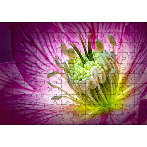 Makro Closeup Helleborus Çiçek Görseli Puzzle Yapboz Mdf Ahşap 120 Parça