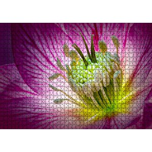 Makro Closeup Helleborus Çiçek Görseli Puzzle Yapboz Mdf Ahşap 1000 Parça