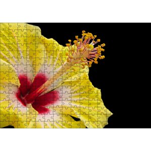 Sarı Gülhatmi Çiçeği Yakın Çekim Siyah Arka Plan Puzzle Yapboz Mdf Ahşap 255 Parça