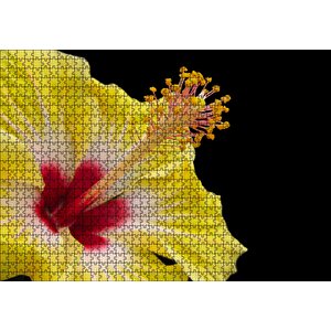 Sarı Gülhatmi Çiçeği Yakın Çekim Siyah Arka Plan Puzzle Yapboz Mdf Ahşap 1000 Parça