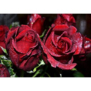 Kırmızı Güller Ve Çiy Damlaları Puzzle Yapboz Mdf Ahşap 500 Parça