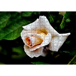 Sarı Beyaz Gül Yakın Çekim Puzzle Yapboz Mdf Ahşap 255 Parça