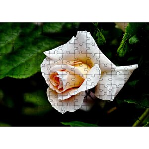 Sarı Beyaz Gül Yakın Çekim Puzzle Yapboz Mdf Ahşap 120 Parça