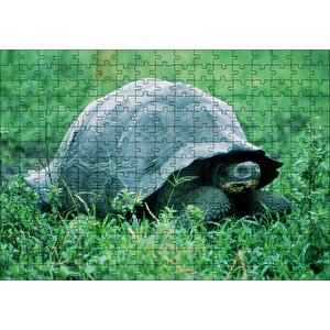 Yeşil Çayırdaki Kaplumbağa Puzzle Yapboz Mdf Ahşap 255 Parça