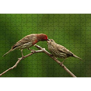 Dalda Dişisini Besleyen Saka Kuşu Puzzle Yapboz Mdf Ahşap 255 Parça