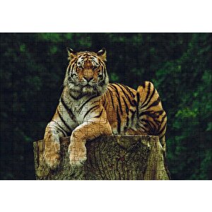 Kütüğün Üzerindeki Bengal Kaplanı Puzzle Yapboz Mdf Ahşap 255 Parça
