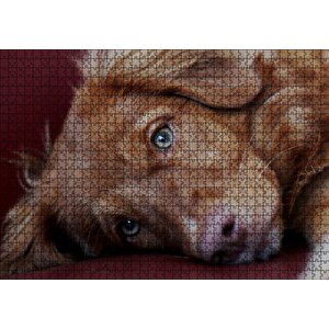Sevimli Kahverengi Köpek Yakın Çekim Puzzle Yapboz Mdf Ahşap 1000 Parça