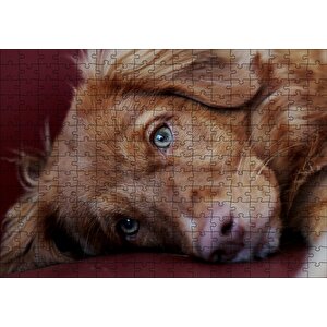 Sevimli Kahverengi Köpek Yakın Çekim Puzzle Yapboz Mdf Ahşap 255 Parça