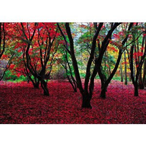 Büyülü Sonbahar Ormanı Puzzle Yapboz Mdf Ahşap 500 Parça