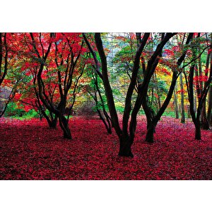 Büyülü Sonbahar Ormanı Puzzle Yapboz Mdf Ahşap 255 Parça