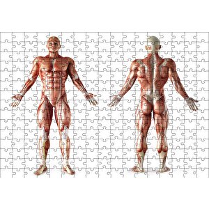 İnsan Kas Anatomisi Puzzle Yapboz Mdf Ahşap 255 Parça