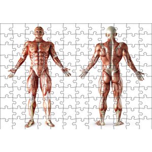 İnsan Kas Anatomisi Puzzle Yapboz Mdf Ahşap 120 Parça