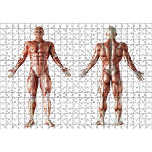 İnsan Kas Anatomisi Puzzle Yapboz Mdf Ahşap 500 Parça