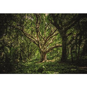 Tropik Orman Puzzle Yapboz Mdf Ahşap 500 Parça