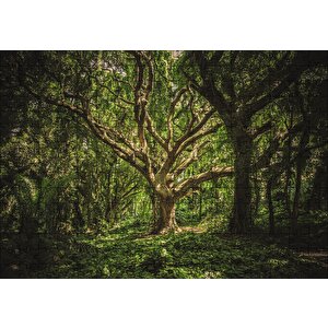 Tropik Orman Puzzle Yapboz Mdf Ahşap 255 Parça