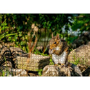 Taşların Üzerindeki Sevimli Küçük Sincap Puzzle Yapboz Mdf Ahşap 1000 Parça