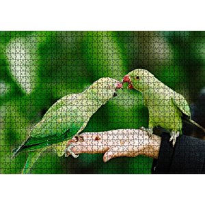 El Üzerinde Bir Çift Sevda Papağanı Puzzle Yapboz Mdf Ahşap 1000 Parça
