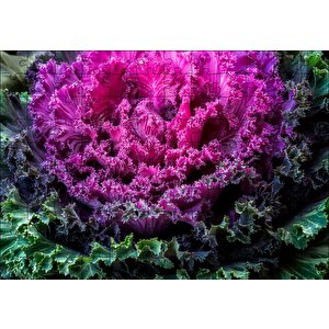 Brassica Oleracea Yaprakları Puzzle Yapboz Mdf Ahşap 120 Parça