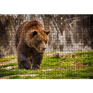 Boz Ayı Ormanda Puzzle Yapboz Mdf Ahşap 1000 Parça