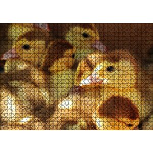 Ördek Yavruları Puzzle Yapboz Mdf Ahşap 1000 Parça