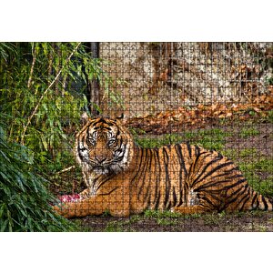 Hayvanat Bahçesinde Kaplan Puzzle Yapboz Mdf Ahşap 1000 Parça