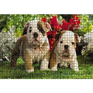 Yavru Bulldogs Puzzle Yapboz Mdf Ahşap 1000 Parça