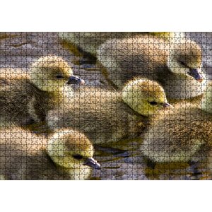 Gölde Yüzen Sarı Ördek Yavruları Puzzle Yapboz Mdf Ahşap 1000 Parça