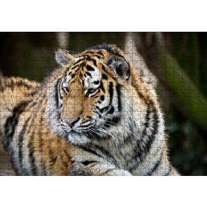 Kaplan Hayvanat Bahçesi Yakın Çekim Puzzle Yapboz Mdf Ahşap 500 Parça