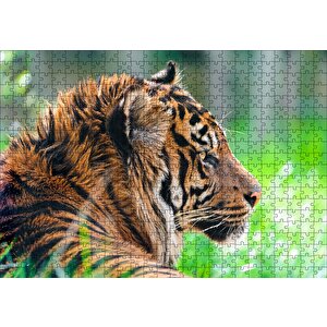 Sumatra Kaplanı Yakın Plan Puzzle Yapboz Mdf Ahşap 500 Parça