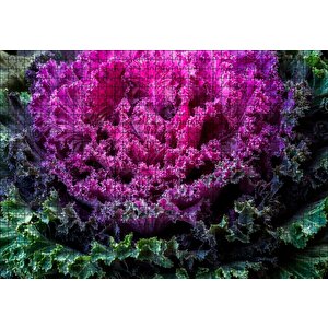 Brassica Oleracea Yaprakları Puzzle Yapboz Mdf Ahşap 1000 Parça