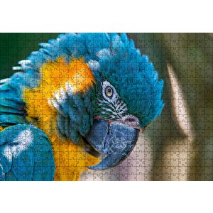 Mavi Ve Sarı Macaw Papağanı Yakın Plan Puzzle Yapboz Mdf Ahşap 500 Parça