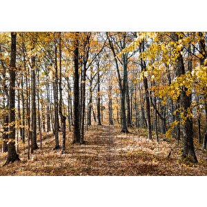 Sonbahar Renklerinde Orman Puzzle Yapboz Mdf Ahşap 255 Parça