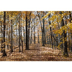 Sonbahar Renklerinde Orman Puzzle Yapboz Mdf Ahşap 1000 Parça