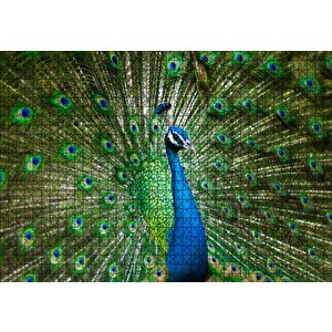Görkemli Tavus Kuşu Puzzle Yapboz Mdf Ahşap 1000 Parça