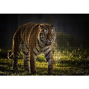 Yorkshire Vahşi Yaşam Parkı Kaplan Vladimir Puzzle Yapboz Mdf Ahşap 1000 Parça