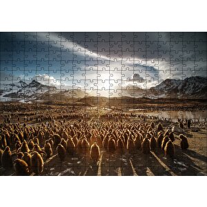 Güney Georgia'da Kral Pengueni Yavruları Puzzle Yapboz Mdf Ahşap 255 Parça